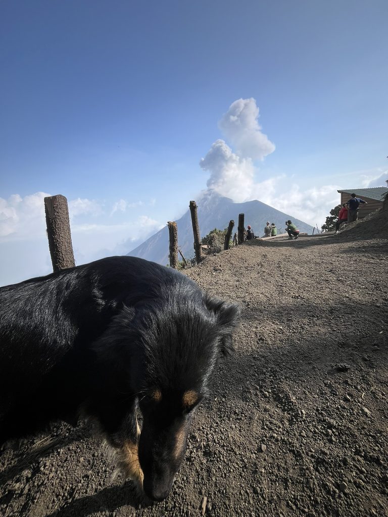 Base camp with the mountain dogs on Volcan Acatenango